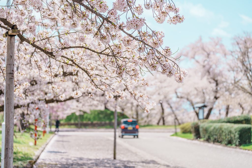 韩国热门赏樱区