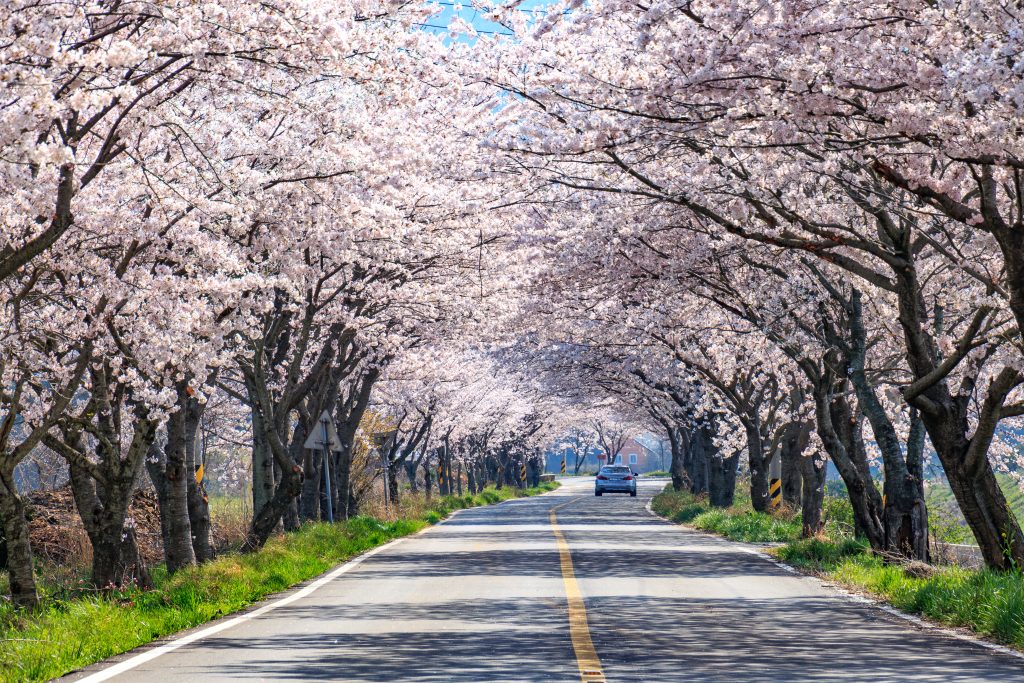 韩国樱花开花